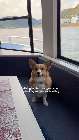 Image post by @ziggythecorg on Facebook