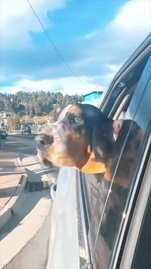 Video post by @willweyer on Instagram