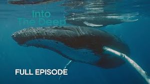 Video post by @bbcearth on YouTube