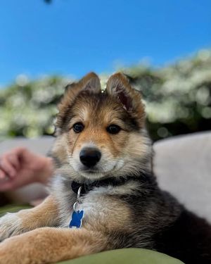 Image post by @dpsrescue on Instagram