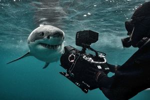 Image post by @reddigitalcinema on Instagram