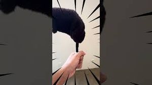 Video post by @Pokémon GO on YouTube