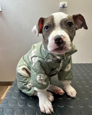 Image post by @heartsandbonesrescue on Instagram