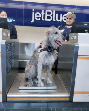 Image post by @thesavannahwolfhound on Instagram