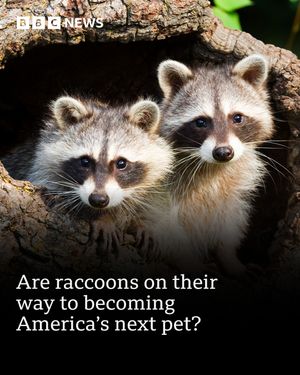 Image post by @bbcnews on Instagram