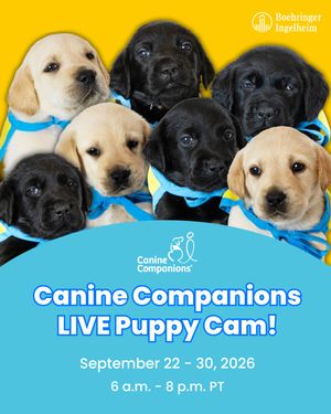 Image post by @canineorg on Instagram