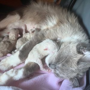 Image post by @brunrik.and.pyrene.ragdolls on Instagram
