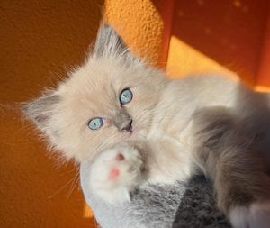 Image post by @brunrik.and.pyrene.ragdolls on Instagram