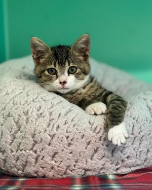 Image post by @whitmanpets on Instagram