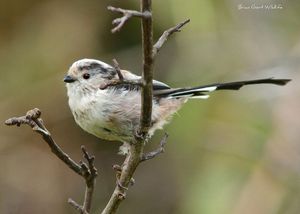 Image post by @rspb on Instagram
