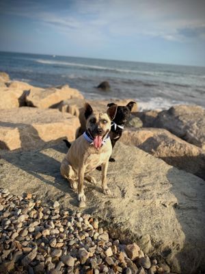 Image post by @shop_buddybythesea on Instagram