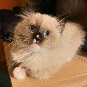 Image post by @brunrik.and.pyrene.ragdolls on Instagram