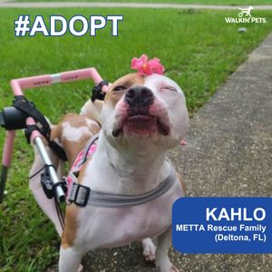 Image post by @walkinpets on Instagram