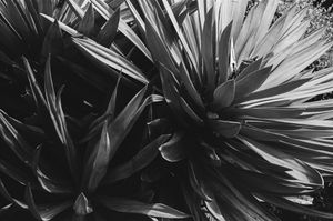 Image post by @W.39thPhotos on Facebook