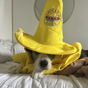 Image post by @thechicagodogs on Instagram