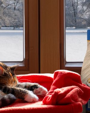 Image post by @evolvepetfood on Instagram