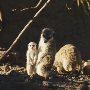 Image post by @sandiegozoo on Instagram