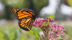 Image post by @ahs_gardening on Instagram