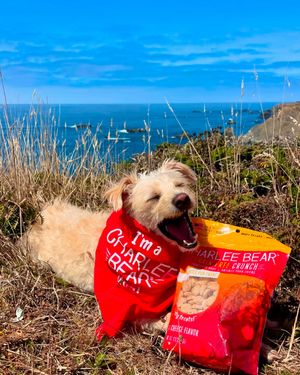 Image post by @charlee_bear_dogtreats on Instagram