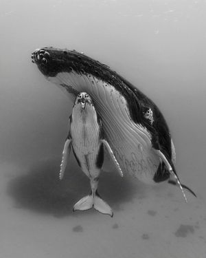 Image post by @paulnicklen on Instagram