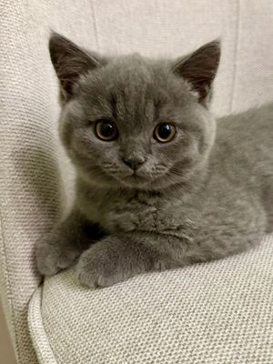 Image post by @frida.garfield on Instagram