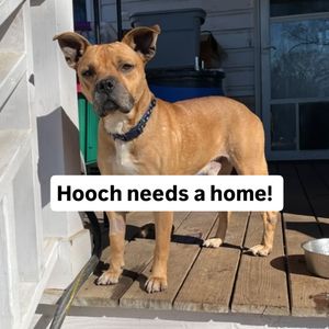 Image post by @northmeckanimalrescue on Instagram