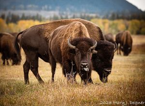 Image post by @nationalparkscollective on Instagram