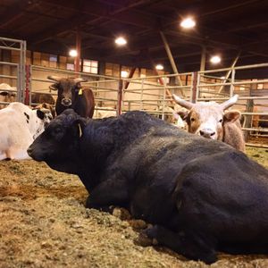 Image post by @nationalwestern on Instagram