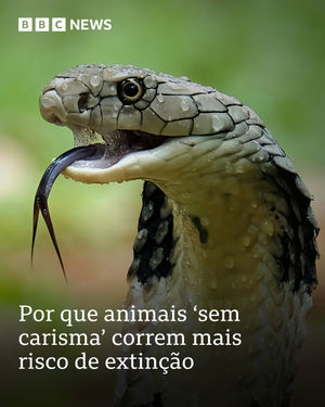 Image post by @bbcbrasil on Instagram