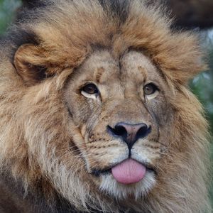 Image post by @sandiegozoo on Instagram