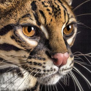 Image post by @sandiegozoo on Instagram