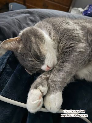 Video post by @lynnseylovexox on TikTok