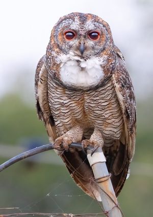 Image post by @Discovery on Twitter