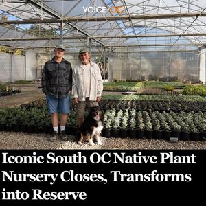 Image post by @voiceofoc on Instagram