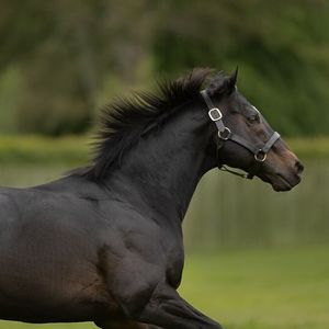 Image post by @juddmonte on Instagram