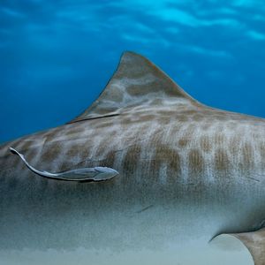 Image post by @discovery on Instagram