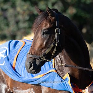 Image post by @thoroughbred_daily_news on Instagram