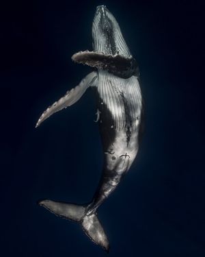 Image post by @discovery on Instagram