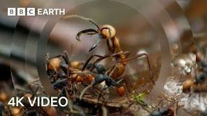Video post by @bbcearth on YouTube