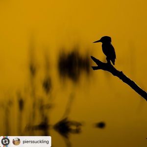 Image post by @rspb on Instagram