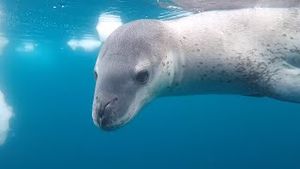 Video post by @bbcearth on YouTube