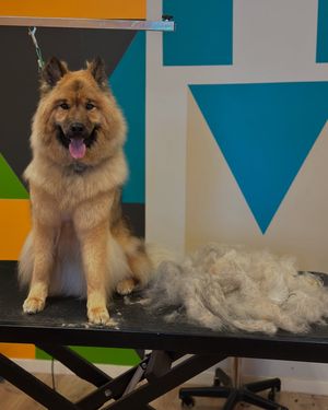 Image post by @tsukitheeurasier on Instagram