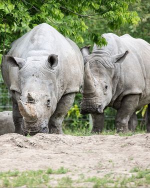 Image post by @thetorontozoo on Instagram