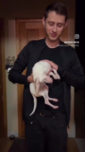 Video post by @pinkpigletpuppy on TikTok
