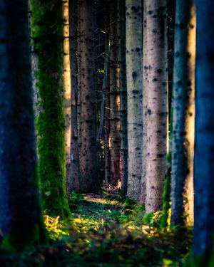 Image post by @cristan.nature.photography on Instagram
