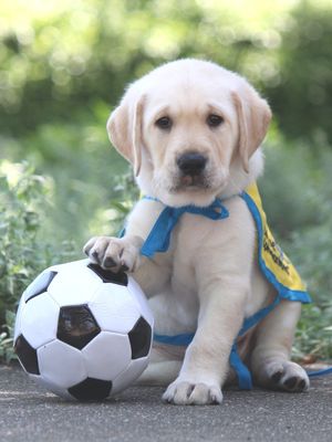 Image post by @canineorg on Instagram