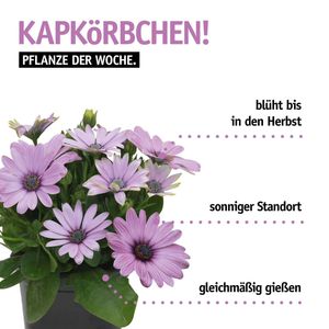Image post by @oldenburgerwohngarten on Instagram