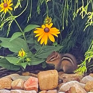 Image post by @SpringHillRoanoke on Facebook
