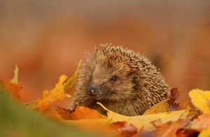 Image post by @rspb on Instagram