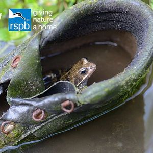 Image post by @rspb on Instagram